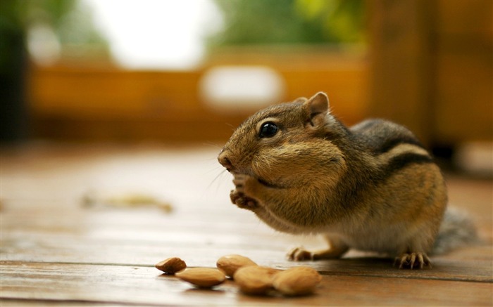 アーモンドを食べる愛らしいシマリス - シマリスの写真 ブラウズ:11543