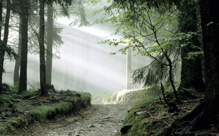 Bavarian Forest national forest fairy wallpaper Views:26780 Date:2011/6/6 22:05:01