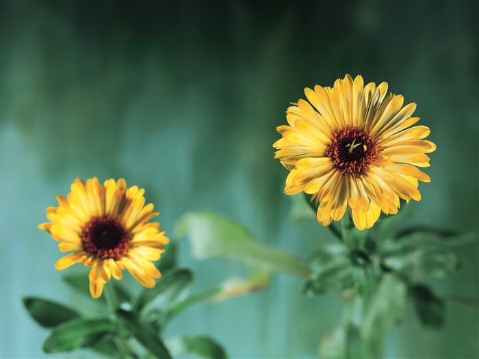 Calendula - herbal flowers pictures Views:10860 Date:2011/6/22 23:14:11