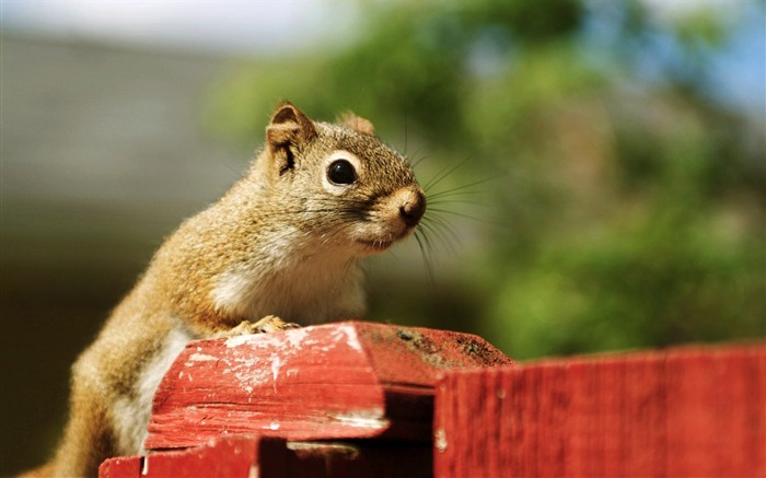 Fotos de Chipmunk On A Post - Backyard Chipmunks Visualizações:9175