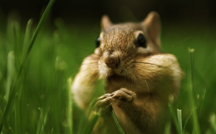 Comical Chipmunk Face - close-up Chipmunk pictures Views:22297 Date:2011/6/9 22:21:40