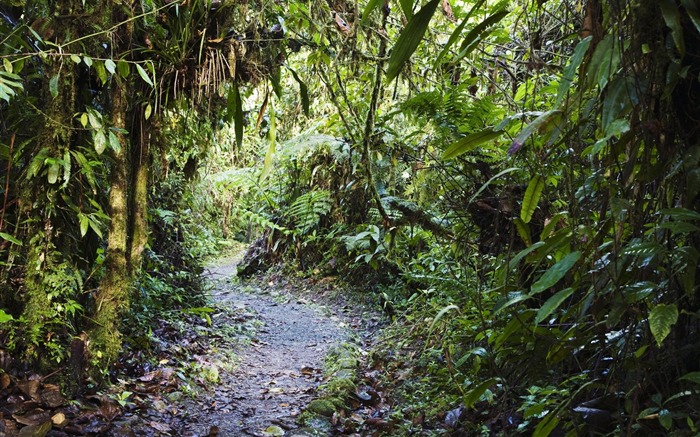 Parque nacional de Costa Rica papel de parede bandeja Ti Visualizações:16813