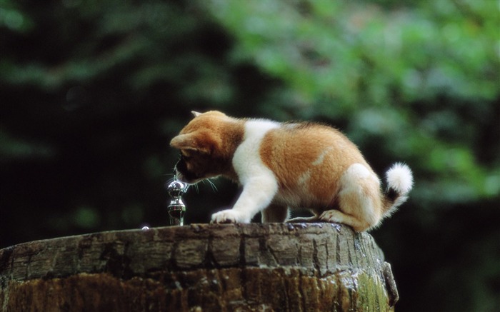 Cute Puppy Drinking Water-Lovely Puppies Views:19028 Date:2011/6/16 4:16:28