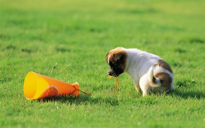 Cute Puppy Having Fun on grass-Lovely Puppies Views:28285 Date:2011/6/16 4:16:58