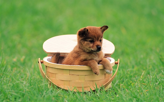 Cute Shiba Inu puppy in Basket-Lovely Puppies Views:44870 Date:2011/6/16 4:19:28