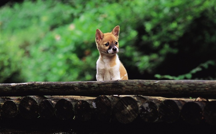 Cute Shiba Inu puppy on a bridge-Lovely Puppies 1 Views:20184 Date:2011/6/16 4:19:48