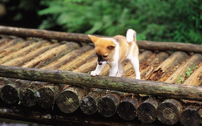 Cute Shiba Inu puppy on a bridge-Lovely Puppies Views:34693 Date:2011/6/16 4:20:12