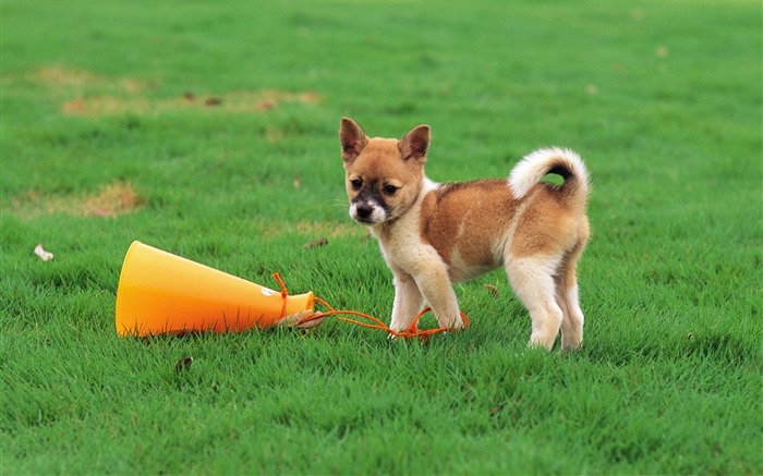 Cute Shiba Inu puppy on grass-Lovely Puppies Views:37266 Date:2011/6/16 4:20:34