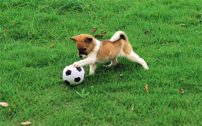 Cute puppy playing football-Lovely Puppies Views:39470 Date:2011/6/16 4:17:26