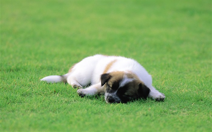 Cute puppy sleeping on grass wallpaper-Lovely Puppies1 Views:18669 Date:2011/6/16 4:18:12