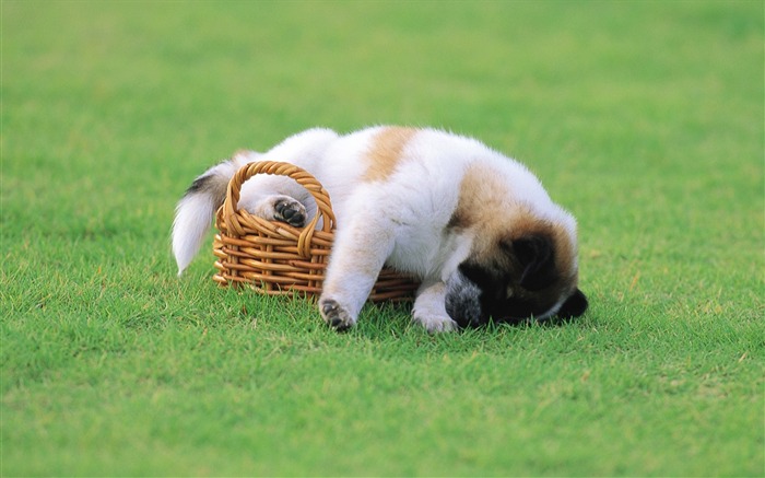 Cute puppy sleeping on grass wallpaper-Lovely Puppies Views:39103 Date:2011/6/16 4:17:49