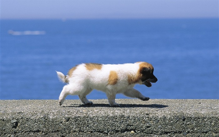 Cute puppys outddor fun-Lovely Puppies1 Views:12130 Date:2011/6/16 4:19:06