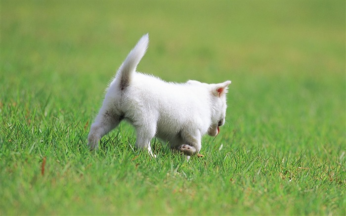 Cute white puppy in a park-Lovely Puppies 2 Views:16326 Date:2011/6/16 4:20:57