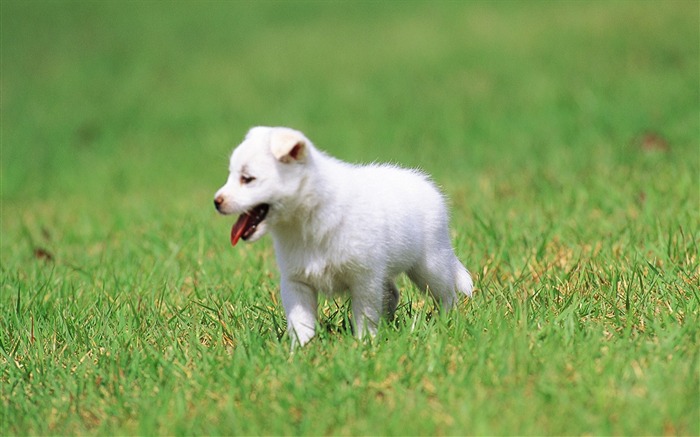 Cute white puppy in a park-Lovely Puppies Views:20903 Date:2011/6/16 4:21:21