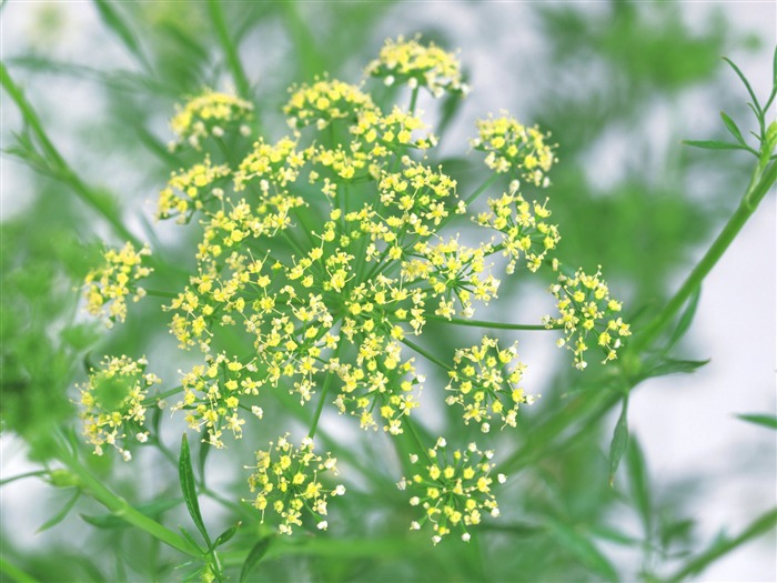 Dill - aromatic herb pictures Views:10650 Date:2011/6/22 23:14:34