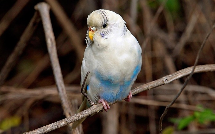 Fancy Birds - HD Wildlife Birds photography 17 Views:10148 Date:2011/6/9 22:50:56