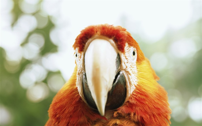 花式鳥 - 高清野生動物鳥類攝影 查看次數:46585