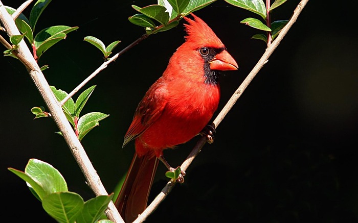 Fancy Birds - HD Wildlife Birds photography 28 Views:10255 Date:2011/6/9 23:03:27