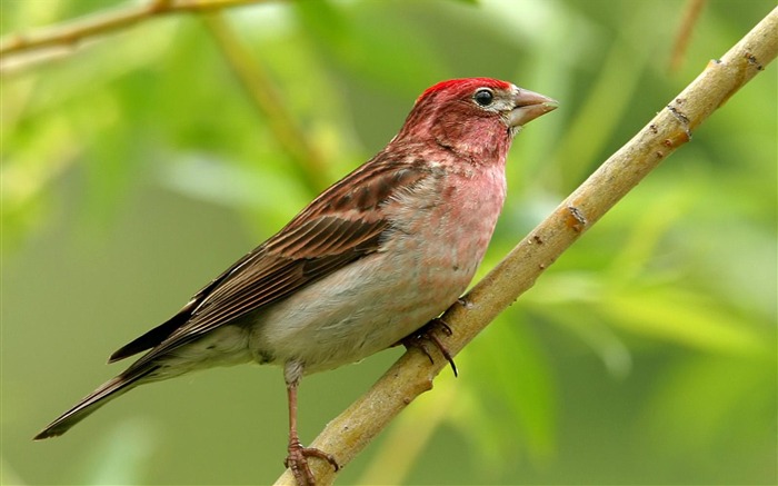 Fancy Birds - HD Wildlife Birds photography 29 Views:10452 Date:2011/6/9 23:03:52