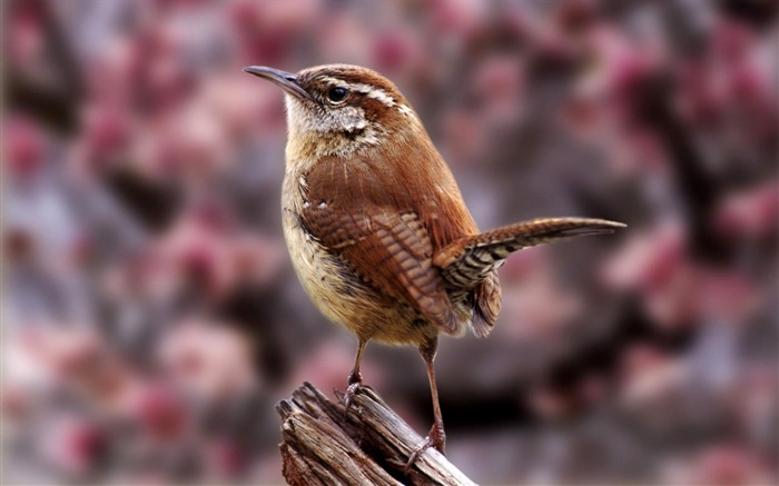 Fancy Birds - HD Wildlife Birds photography 5 Views:9060 Date:2011/6/9 22:42:57