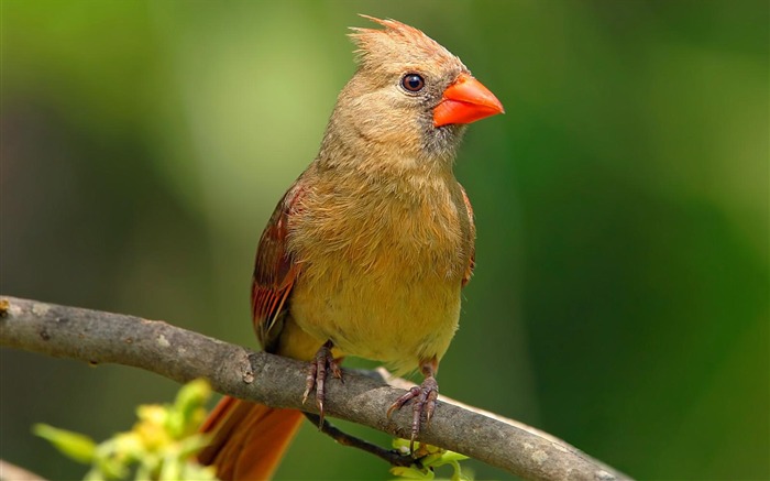 Fancy Birds - HD Wildlife Birds photography 8 Views:20186 Date:2011/6/9 22:44:27