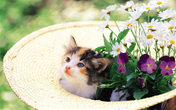 꽃 새끼 고양이 빨 대 모자에 귀여워 새끼 고양이 찾아보기 :19356