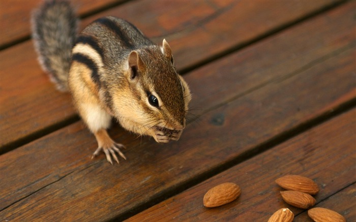 Greedy chipmunk eating almond - chipmunk pictures1 Views:10186 Date:2011/6/9 22:23:06