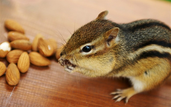 Chipmunk ávido comendo amêndoa - imagens de chipmunk2 Visualizações:10293