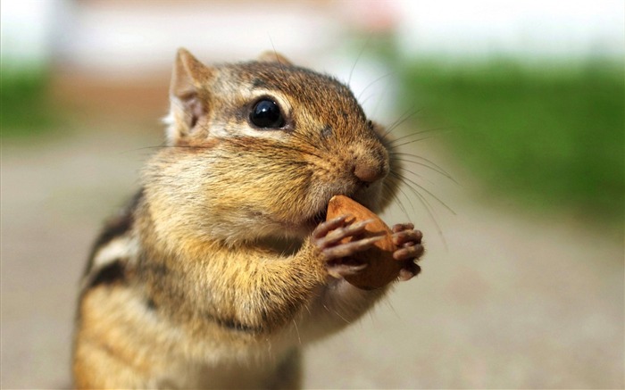 Chipmunk ávido comendo amêndoas - imagens de chipmunk Visualizações:18653