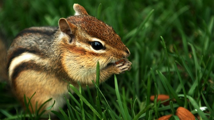 Chipmunk ávido comendo amêndoas - fotos de chipmunk 1 Visualizações:7793