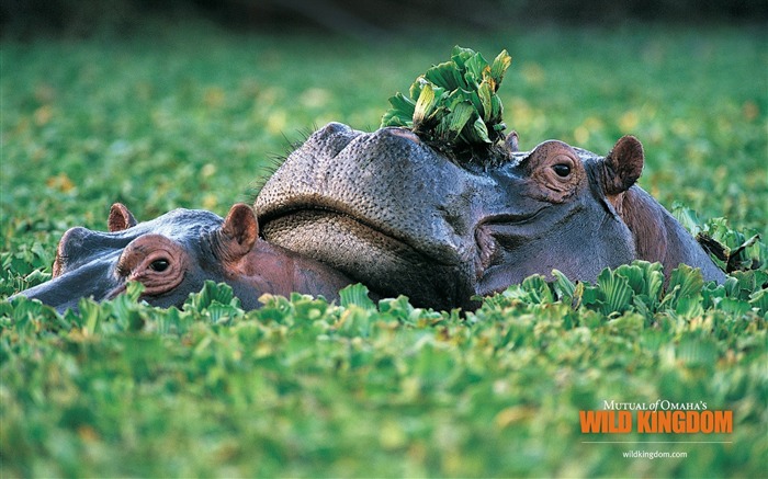 Hippopotamus wallpaper Vues:15703