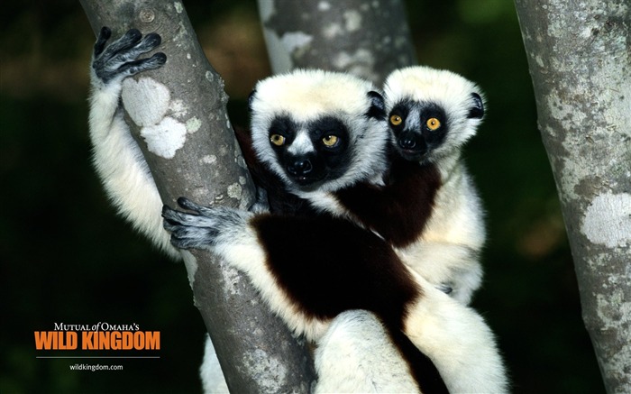 Lemur wallpaper Vues:12768