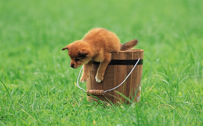 Little Puppy in a bucket-Lovely Puppies Views:13345 Date:2011/6/16 4:22:42