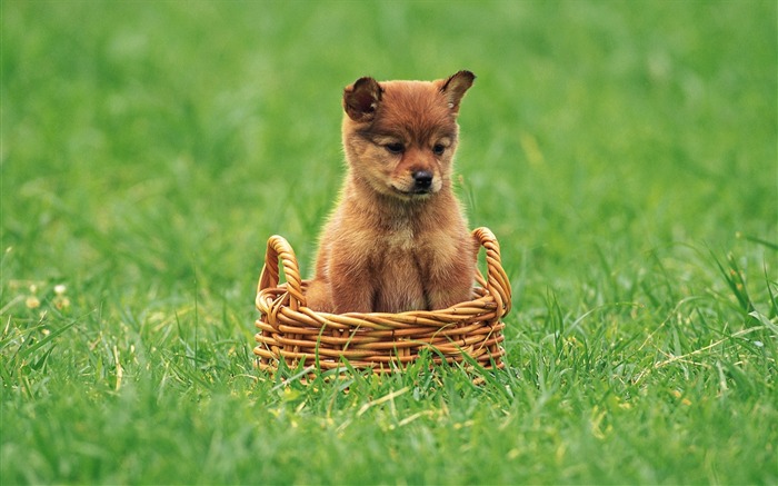 Little Shiba Inu puppy in basket-Lovely Puppies Views:36146 Date:2011/6/16 4:23:35