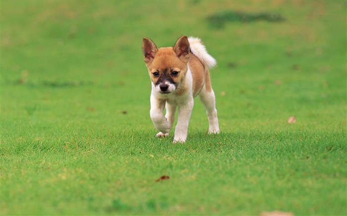 Little Shiba Inu puppy in park-Lovely Puppies1 Views:16899 Date:2011/6/16 4:24:30