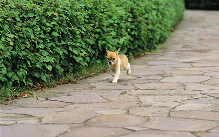 Little Shiba Inu puppy in park-Lovely Puppies Views:18453 Date:2011/6/16 4:24:05