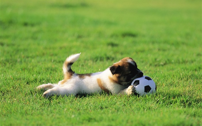 Little puppy biting a ball-Lovely Puppies Views:12868 Date:2011/6/16 4:21:47