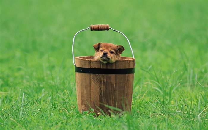 Little puppy hiding in bucket-Lovely Puppies Views:12881 Date:2011/6/16 4:22:10