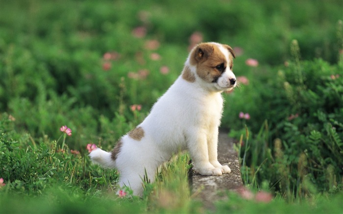 Lovable Puppy in Garden Wallpaper-Lovely Puppies Views:31708 Date:2011/6/16 4:24:52