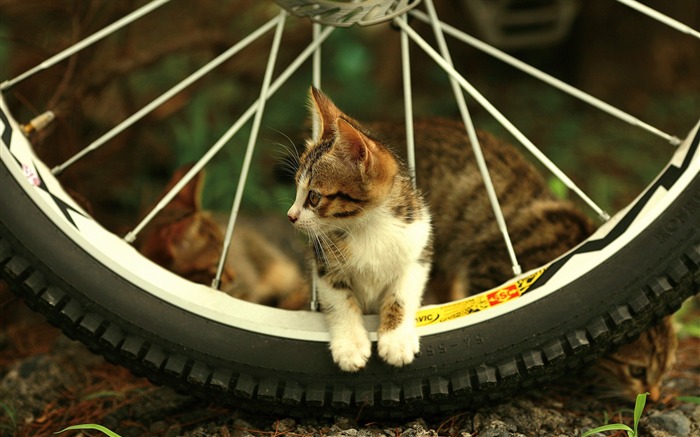 Loveable Kitten lovely Kitten wallpaper Views:15426 Date:2011/6/13 22:40:35