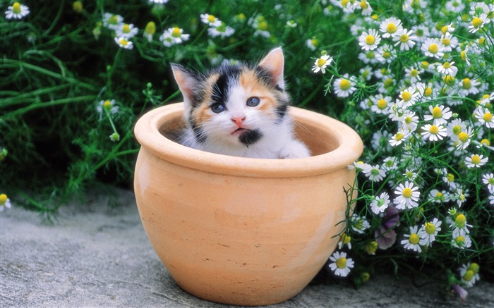 꽃 냄비에 사랑스러운 새끼 고양이 찾아보기 :12506