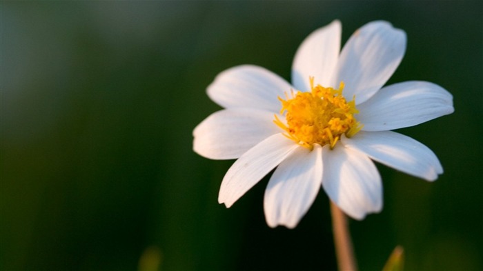 Macro photography of plants flowers 03 Views:17784 Date:2011/6/17 23:49:00