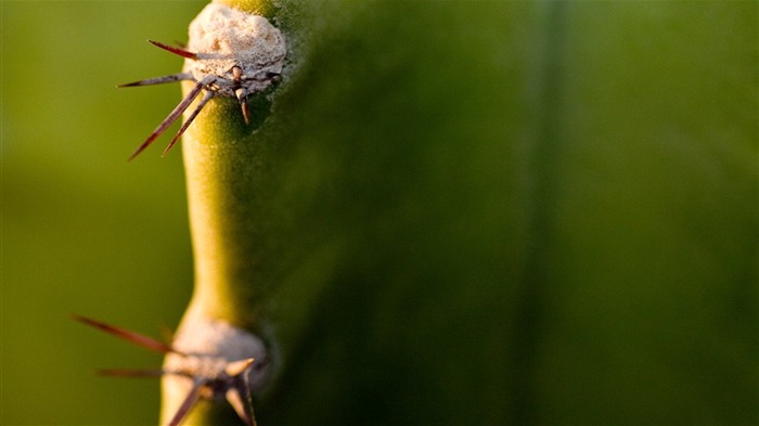 Macro photography of plants flowers 05 Views:8822 Date:2011/6/17 23:50:41