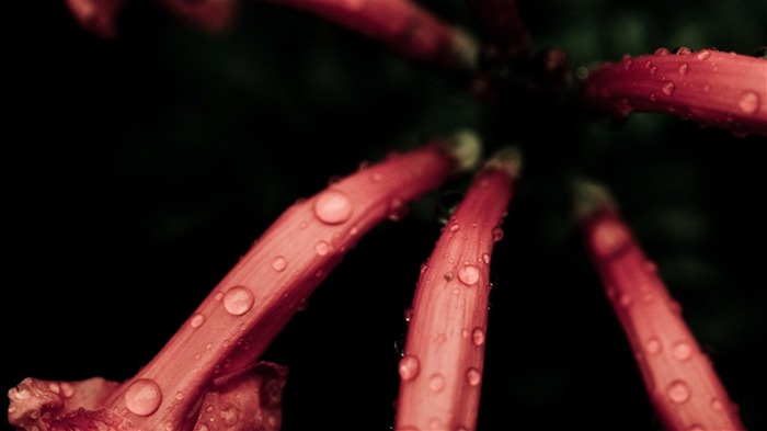 Macro photography of plants flowers 07 Views:8420 Date:2011/6/17 23:51:32