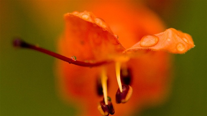 Macro photography of plants flowers 10 Views:8091 Date:2011/6/17 23:52:54