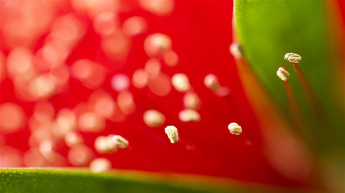 Macro photography of plants flowers 14 Views:8204 Date:2011/6/17 23:53:57