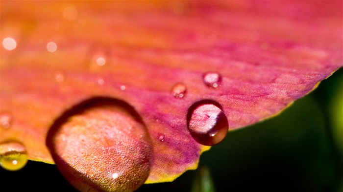 Macro photography of plants flowers 16 Views:7880 Date:2011/6/17 23:54:30