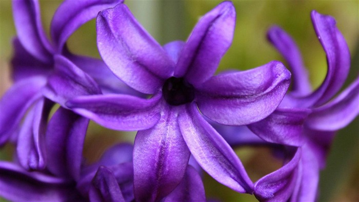 Macro photography of plants flowers 17 Views:7824 Date:2011/6/17 23:54:51