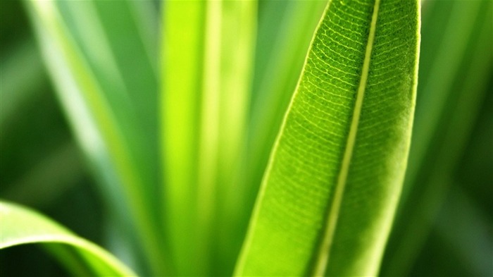 Macro photography of plants flowers 20 Views:6786 Date:2011/6/17 23:56:34