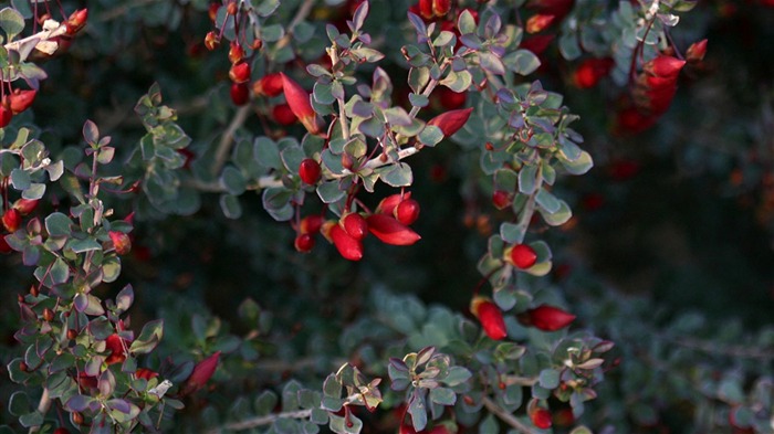 Macro photography of plants flowers 21 Views:6961 Date:2011/6/17 23:56:51